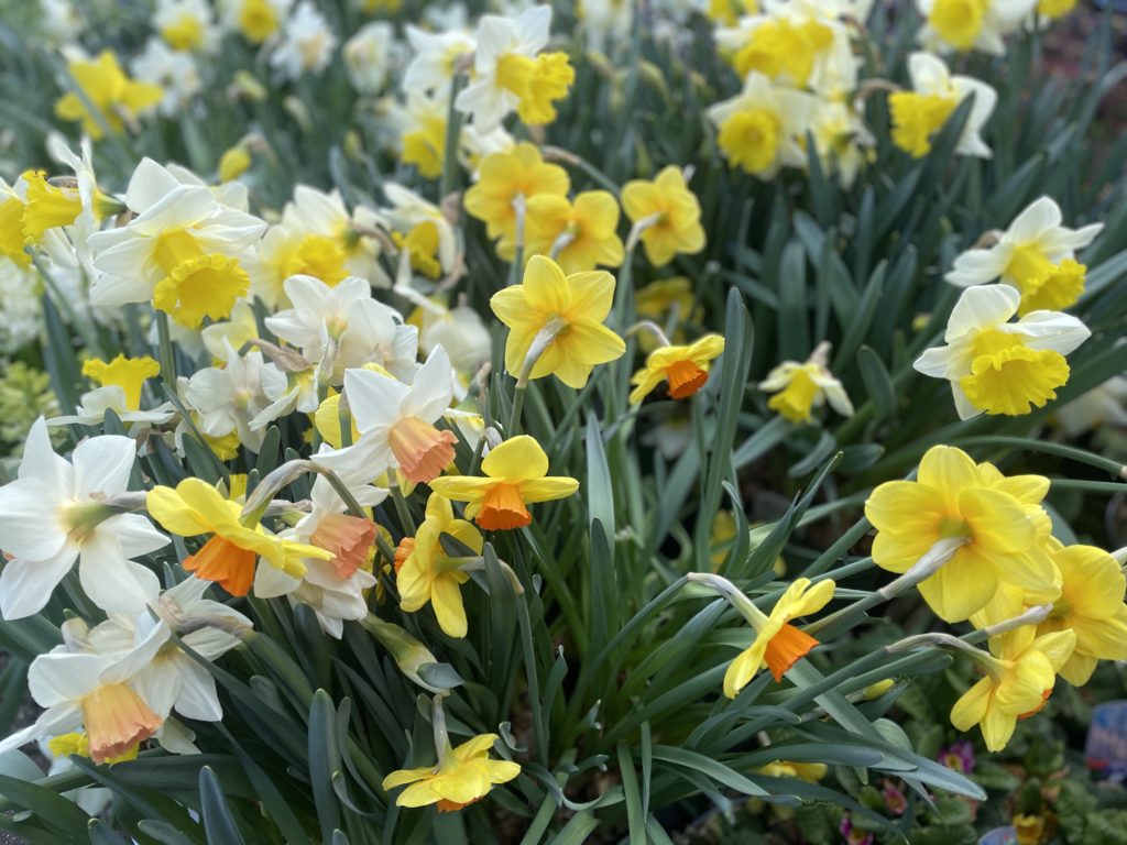 Various yellow spring daffodils